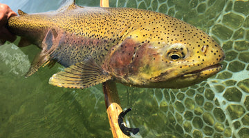 Mid-August Crane Update