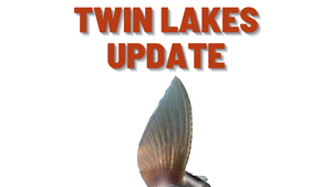 Twin Lakes Report 6/4/21