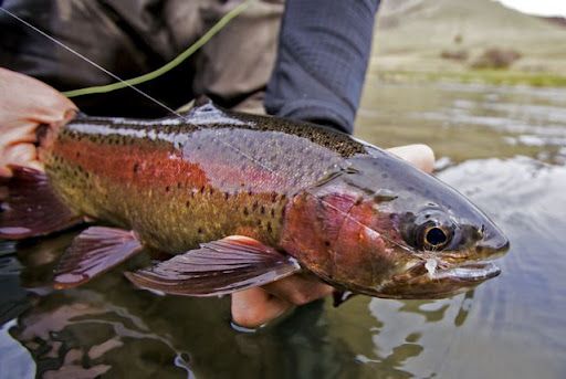 Lower Deschutes Update