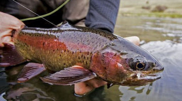 Lower Deschutes Update