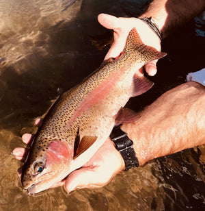 Crooked River Report