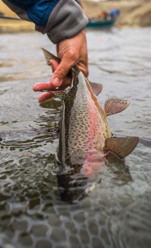 Lower Deschutes Warm Springs To Trout Creek Update