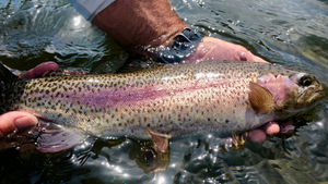 Lower Deschutes Fishing Report 4/16/21