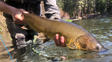 Metolius Fishing Report 4/16/21