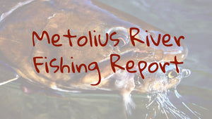 Metolius River Update