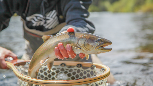 Spring on the Metolius 03/19/2021
