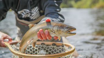 Spring on the Metolius 03/19/2021