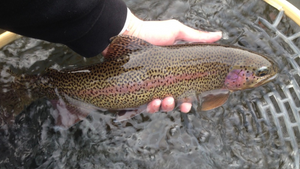 Metolius River Report 6/11/21