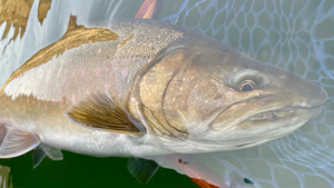 Metolius River Updated 3/5/2021