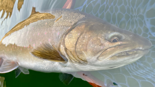 Metolius River Updated 3/5/2021