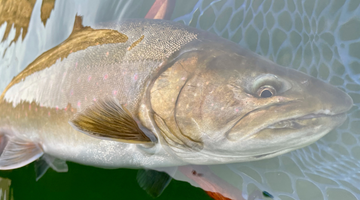 Metolius River Updated 3/5/2021