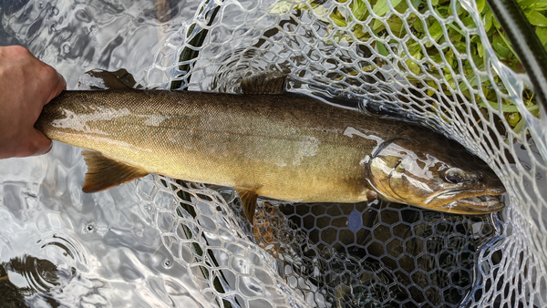 Metolius River Report 5/14/21