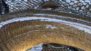 Metolius River Report 4/9/21
