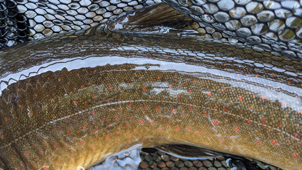 Metolius River Report 4/9/21