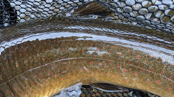 Metolius River Report 4/9/21