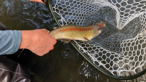 Metolius River Report 6/18/21