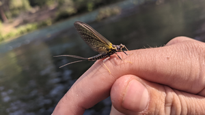 Metolius River Report 6/4/21
