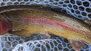 Metolius River Report 4/2/21