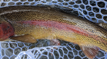 Metolius River Report 4/2/21
