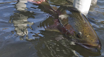 Guide Chronicles: The 10th Month (part 1) with Griff Marshall