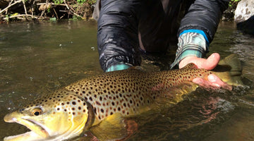 Latest News and Fishing Reports