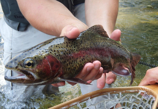Crooked River Update