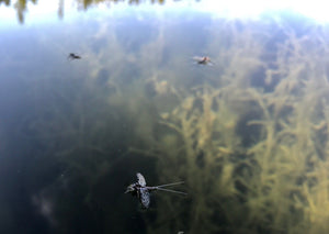 Spinner Fall And Brown Caddis On East Lake