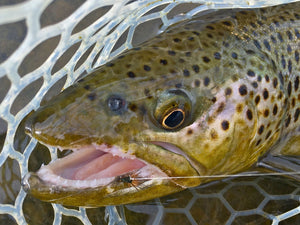 "The Pilgrimage" by Griff Marshall