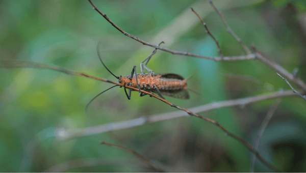 Salmonfly Fishing Happening On The Lower D!