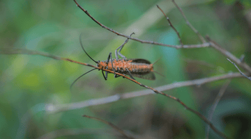 Salmonfly Fishing Happening On The Lower D!