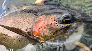 Twin Lakes Fishing Report 4/16/21