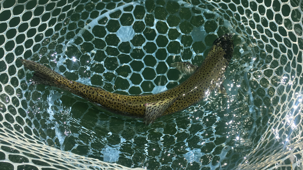 Twin Lakes Report 4/30/21