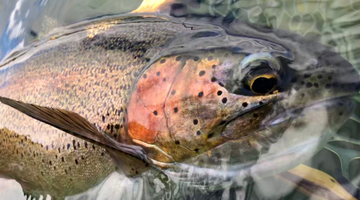 Twin Lakes Fishing Report 4/16/21