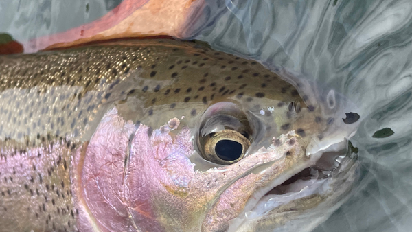 Twin Lakes Report 5/28/21