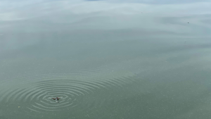Twin Lakes Report 6/25/21