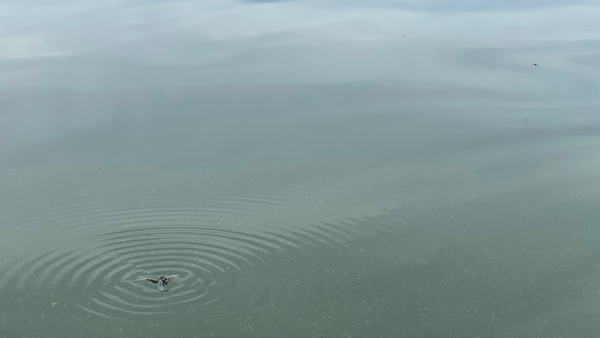 Twin Lakes Report 6/25/21