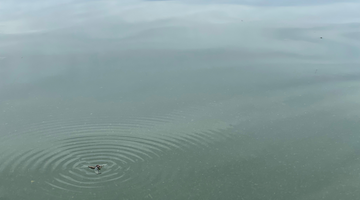 Twin Lakes Report 6/25/21