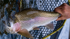 Twin Lakes Report 5/14/21