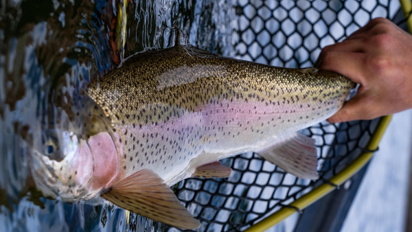 Twin Lakes Report 5/14/21