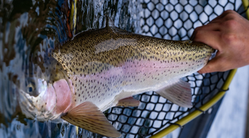 Twin Lakes Report 5/14/21