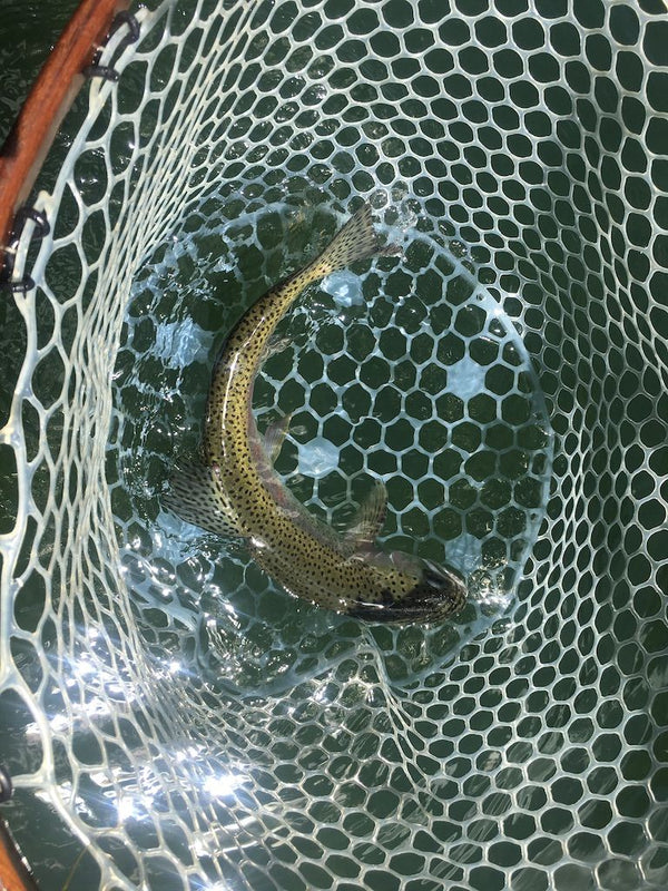 East Lake Update