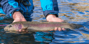 Our Guide Season is Underway!