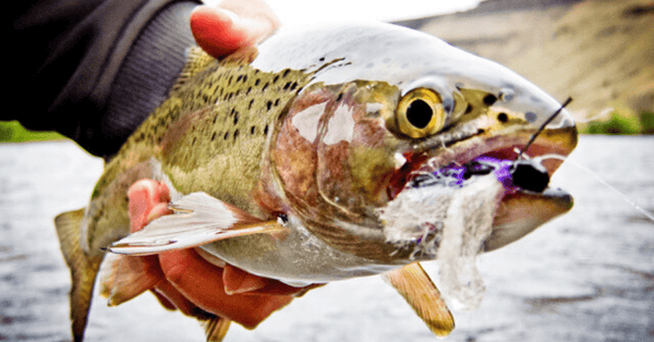 Salmonfly Update