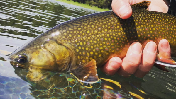 Upper Deschutes Fishing Report 5/28/21