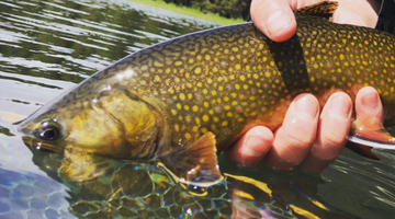 Upper Deschutes Fishing Report 5/28/21
