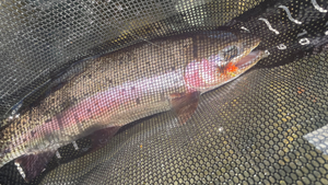 Upper Deschutes Report 6/11/21