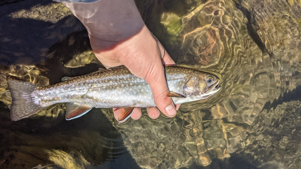 Upper Deschutes Report 6/25/21