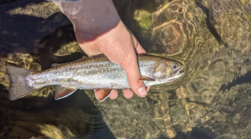 Upper Deschutes Report 6/25/21