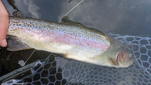 Upper Deschutes Report 6/18/21