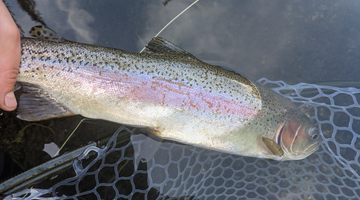 Upper Deschutes Report 6/18/21